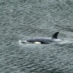 Orca calf trapped in Canadian lagoon successfully ...