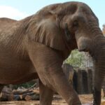 Tonka the elephant euthanized at Zoo Knoxville after declining health