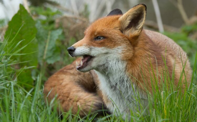  Rabid fox confirmed in Gainesville by Hall County ...
