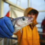 U.K. Government Urged To Set Deadline To End Overfishing