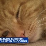 Family cat paralyzed after Crystal Lake shooting: ...