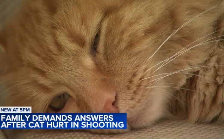  Family cat paralyzed after Crystal Lake shooting: ...