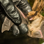 Valley resident dies from rabies after suspected bat bite, health officials confirm