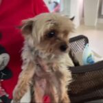 Man returns Yorkie to Hialeah family after seeing ...