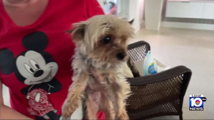  Man returns Yorkie to Hialeah family after seeing ...