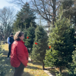 Is drought in the Northeast affecting Christmas tree farms?