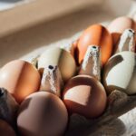 Organic eggs sold at 25 Costco stores were recalled for Salmonella risk