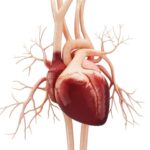 Tirzepatide improves heart health and function in obese HFpEF patients