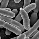 2 people develop rare disease after being infected with E. coli, health officials say