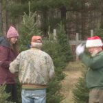 Christmas tree farms are back open for business