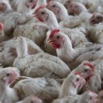 Oregon confirms state’s first human case of H5N1 bird flu in Clackamas County