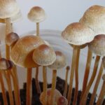 Maryland Government’s Psychedelics Task Force Begins Work On Recommendations Due To Lawmakers Next Year