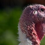 Opinion: Don’t let politics ruin your Thanksgiving