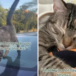 Family can’t forget stray cat on vacation—returns later to fly her home