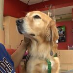 Therapy dog program at Children’s Health hits 10 years