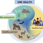 WHO EPI-WIN Webinar: One Health Intelligence: global collaboration for emerging health threat detection