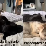 Family adopts senior dog for lonely pup: “Be...