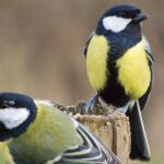 Wild Birds’ Health And Survival Is Affected By G...