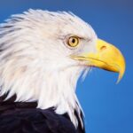 The bald eagle is officially America’s national bird after Biden’s signature