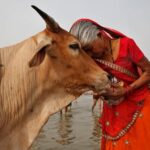 The politics behind India’s beef bans