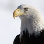 Biden signs a bill officially making the bald eagle the national bird of the US