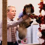 ENTERTAINMENT: Cat Fanciers group holds inaugural Diamond State Cat Show Saturday in Maumelle