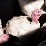 U.S. records its first human bird flu death