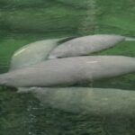 Florida manatee festival features viewing opportunities, entertainment and more