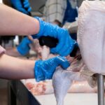 US chicken, pork plant workers face higher health risks, USDA studies confirm