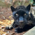 Hattiesburg Zoo’s jaguar experiencing health problems