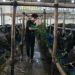 Indonesian government tells ranchers to import cattle for school meals programme