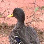 Nebraska health officials say bird flu was detected in Lincoln wastewater