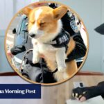 China’s corgi police dog, muscled-up bridesmaids: 5 trending stories