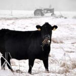 Water is key to cattle health in cold