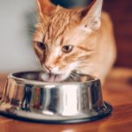 What to know about protecting your cat from bird flu