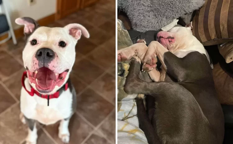  Family grieving lost pup finds love again with she...