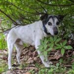 A dog, a neighborhood and the promise of Easter