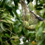 Idaho woman says tariffs would mean the end of her fruit business