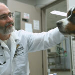 One Health Film Festival Features Purdue Veterinary Medicine One Health Research