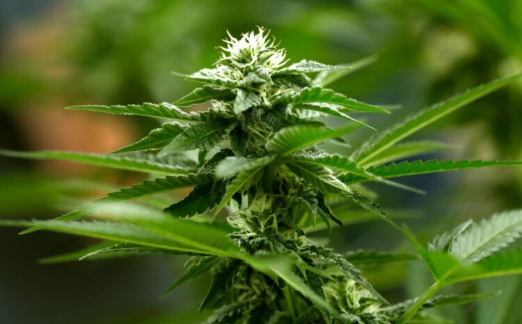 Column: Is the federal government finally transcending its ‘Reefer Madness’ view of cannabis?